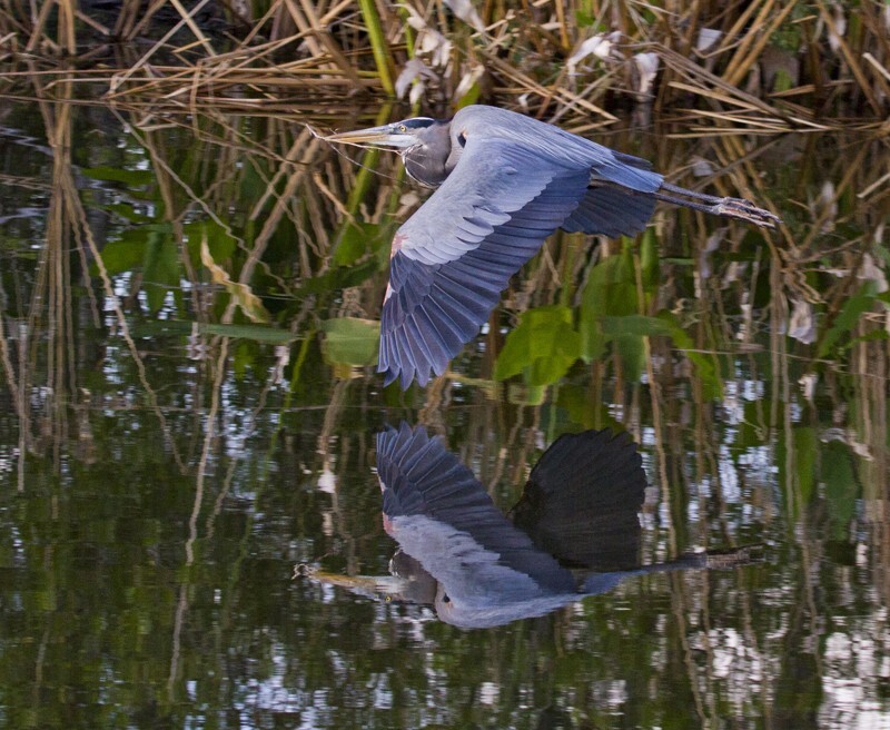 Great Blue Heron _0055 - Great Blue Heron