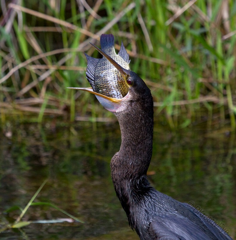 Birds 053 - Birds