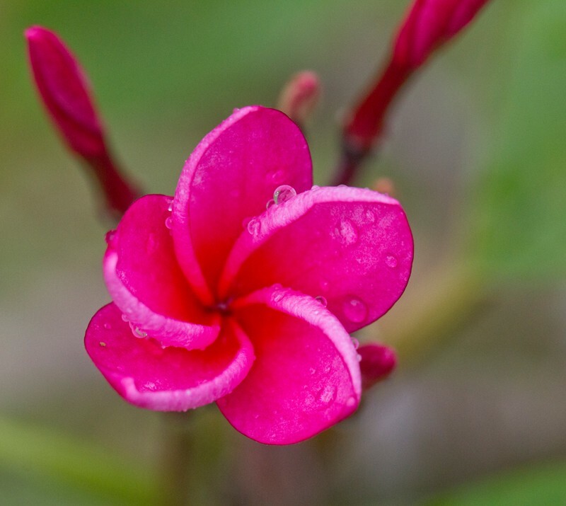 Floral_0115 - Floral - Plants