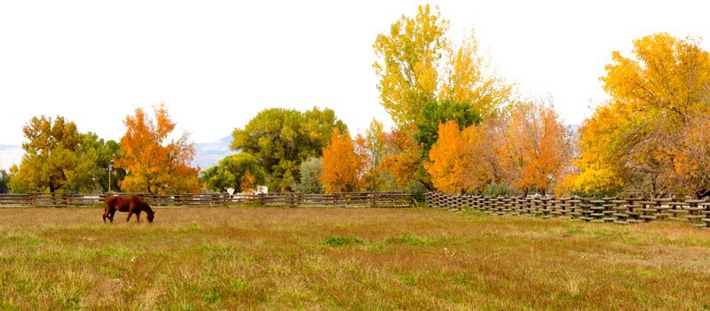 Trees  _0062 - Trees