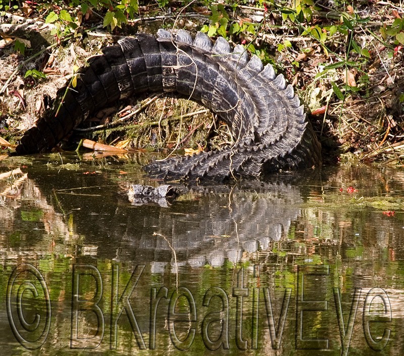 Animals 123 - Alligators