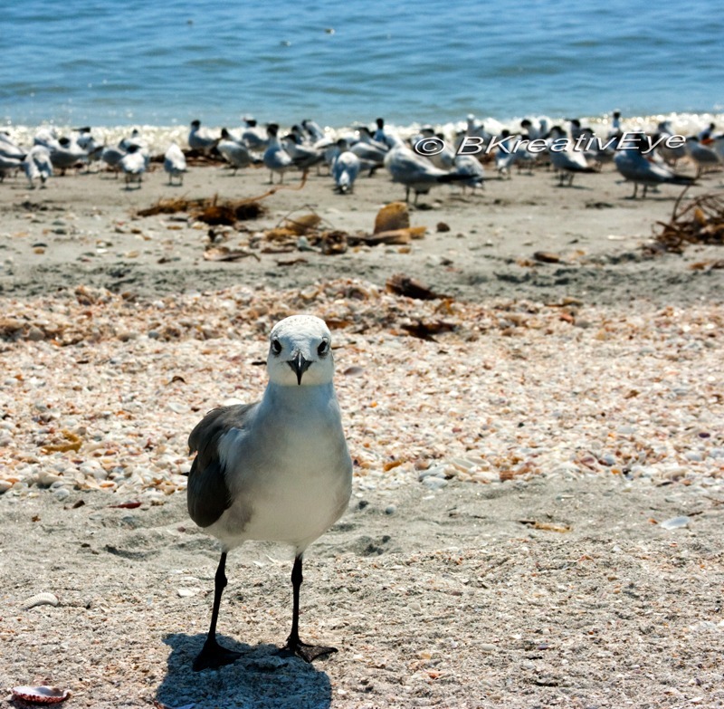 Birds-060 - Birds