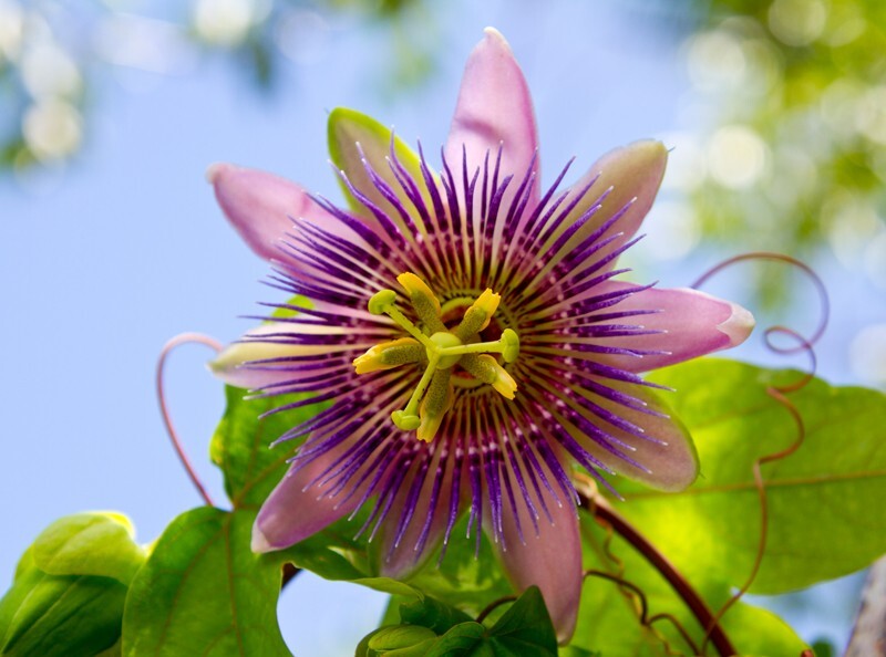 Floral_0019 - Floral - Plants