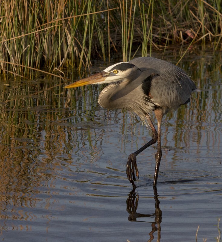 Great Blue Heron _0009 - Great Blue Heron