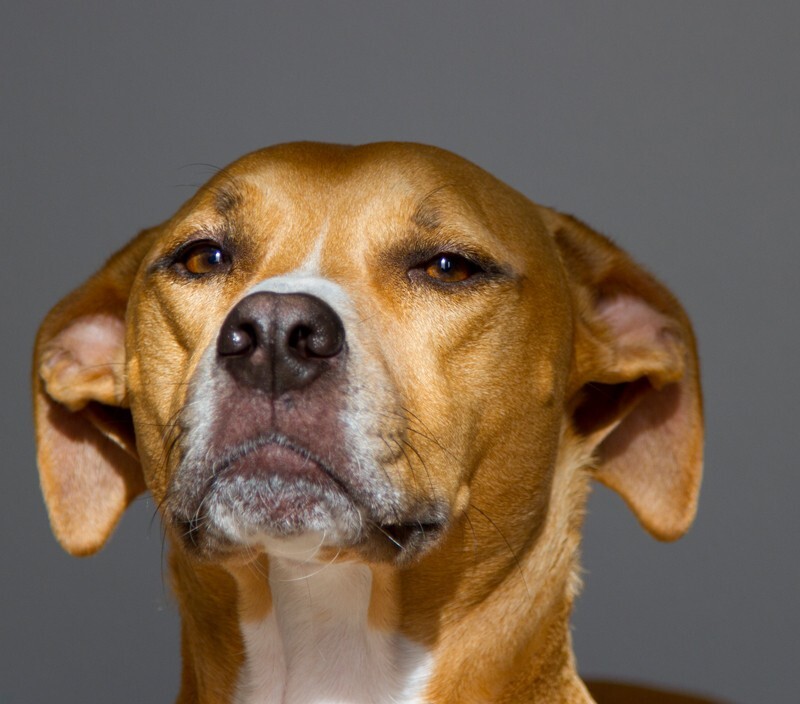 AnimalsCreatures _0073 - Animals, Creatures