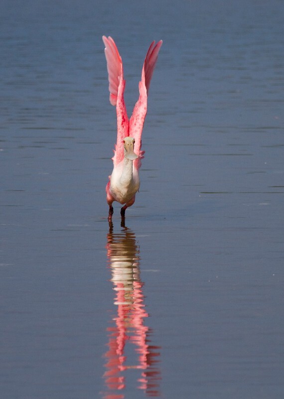Roseate Spoonbil _0018 - Roseate Spoonbill