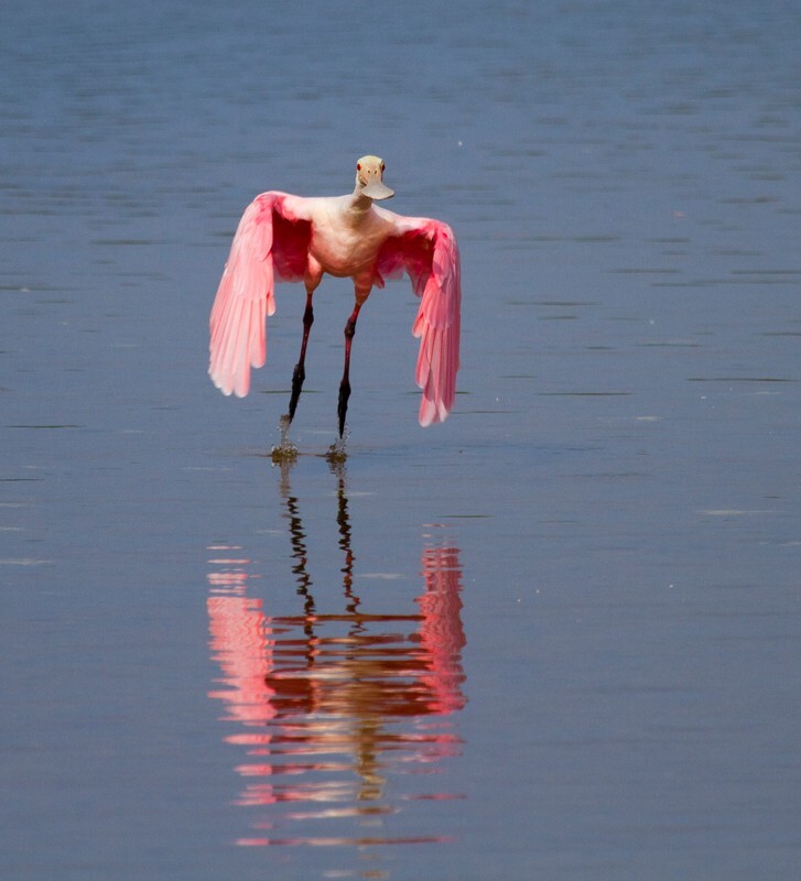 Roseate Spoonbil _0019 - Roseate Spoonbill