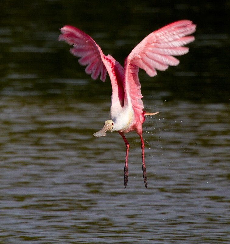 Roseate Spoonbil _0006 - Roseate Spoonbill