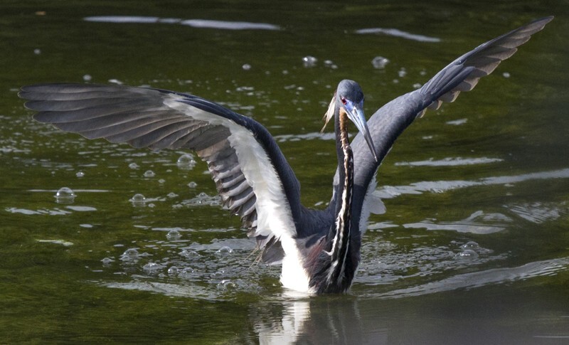 Tricolored Heron _0023 - Tri-Colored Heron