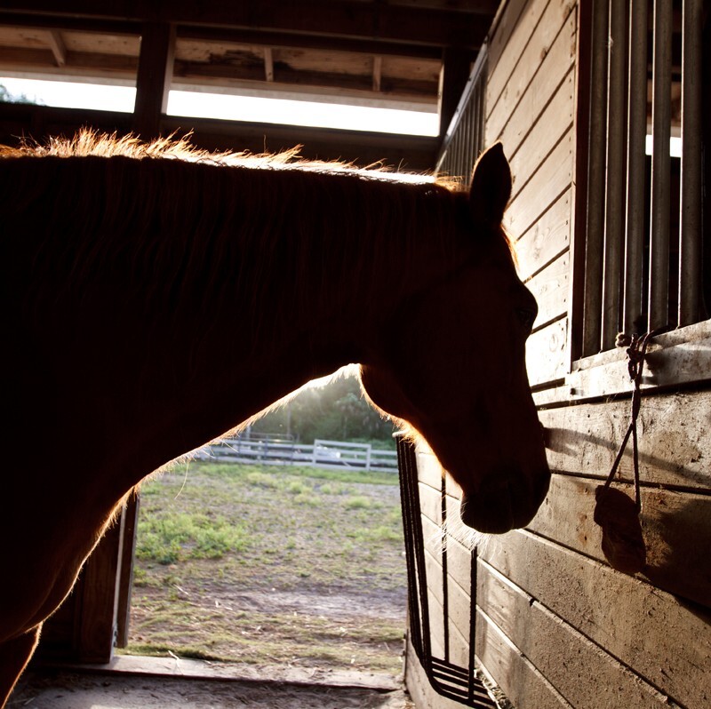 AnimalsCreatures _0017 - Animals, Creatures