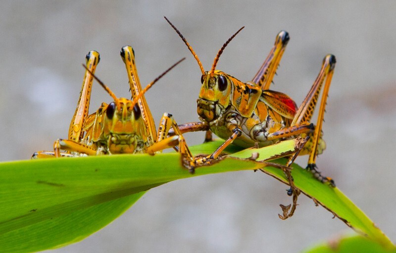 AnimalsCreatures _0095 - Animals, Creatures