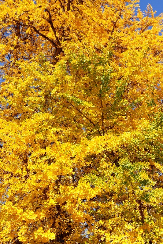 Trees  _0029 - Trees