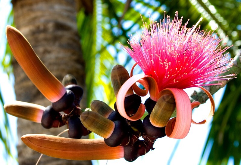 Trees  _0056 - Trees