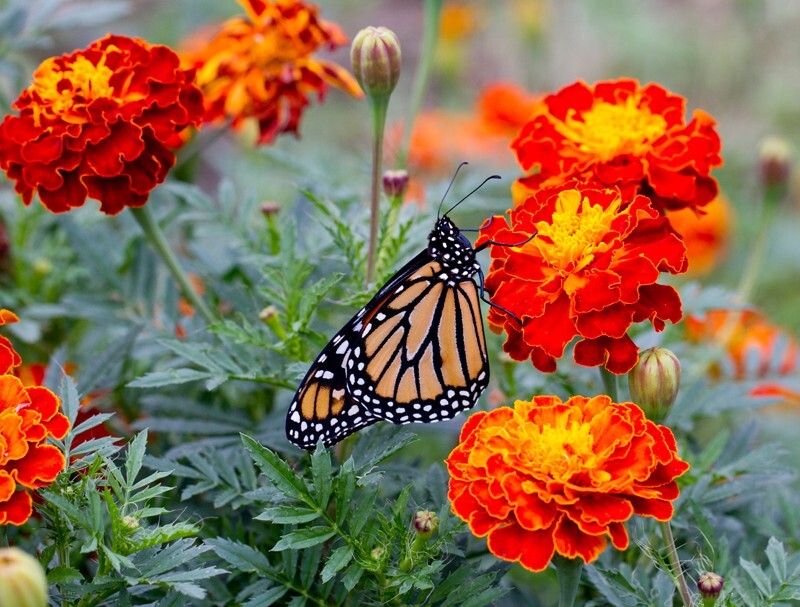 AnimalsCreatures _0050 - Animals, Creatures