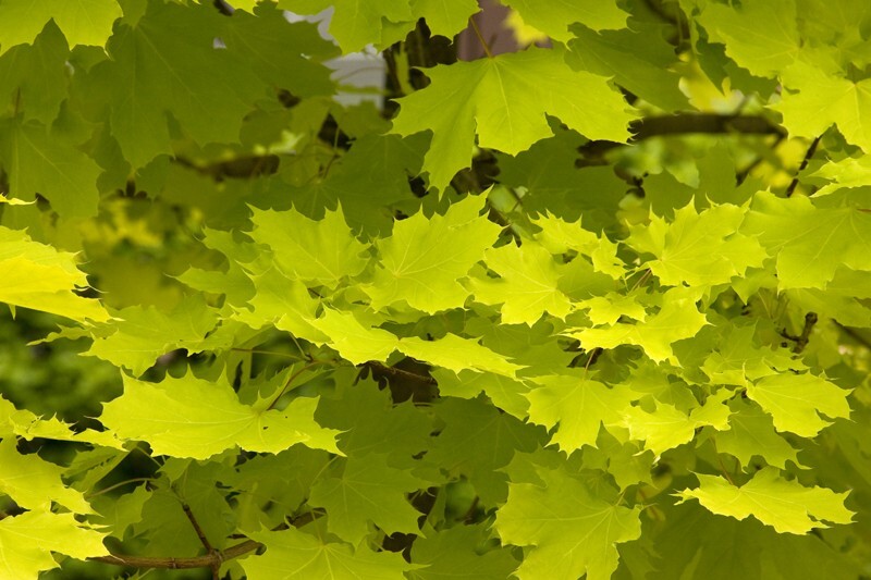 Trees  _0046 - Trees