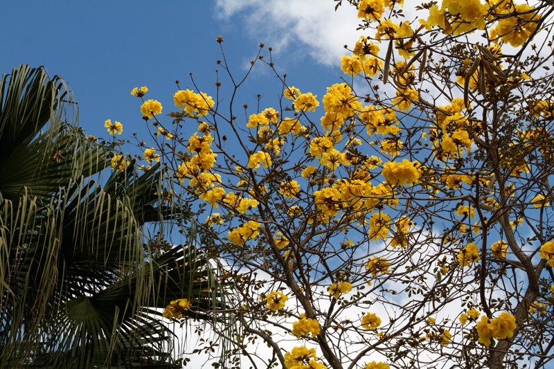 Trees  _0013 - Trees