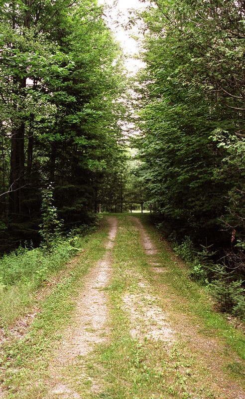 Trees  _0038 - Trees