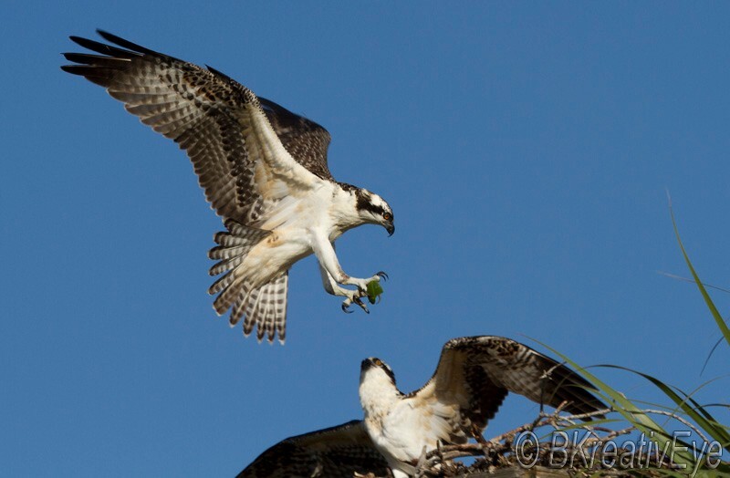 OSP Birds 309 - Osprey