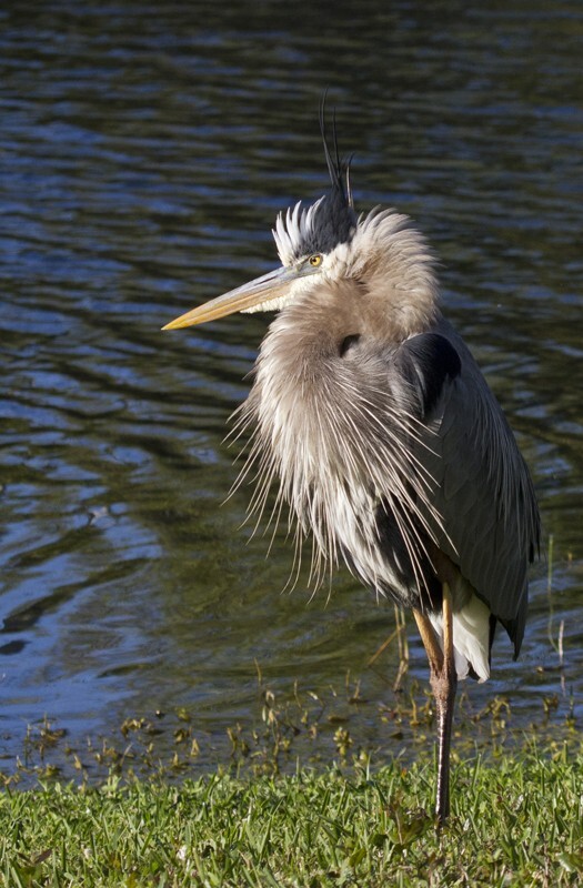 Great Blue Heron _0022 - Great Blue Heron
