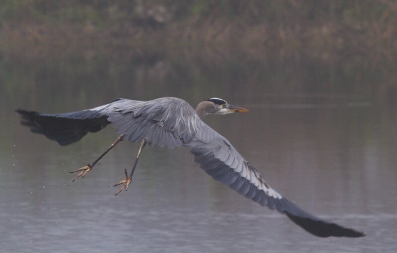 Great Blue Heron _0095 - Great Blue Heron