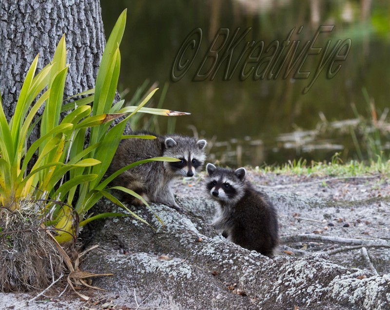 AnimalsCreatures 125 - Animals, Creatures