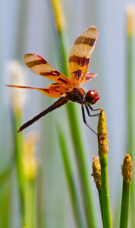 Dragonflies _0005 - Dragonflies