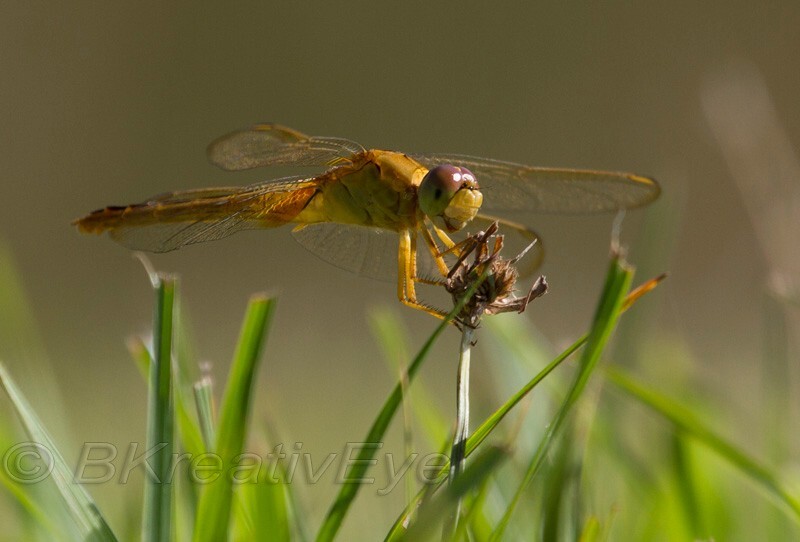 DF AnimalsCreatures 197 - Dragonflies