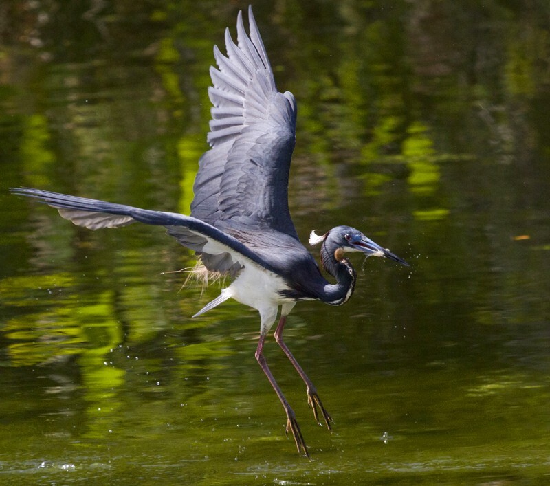 Tricolored Heron _0039 - Tri-Colored Heron