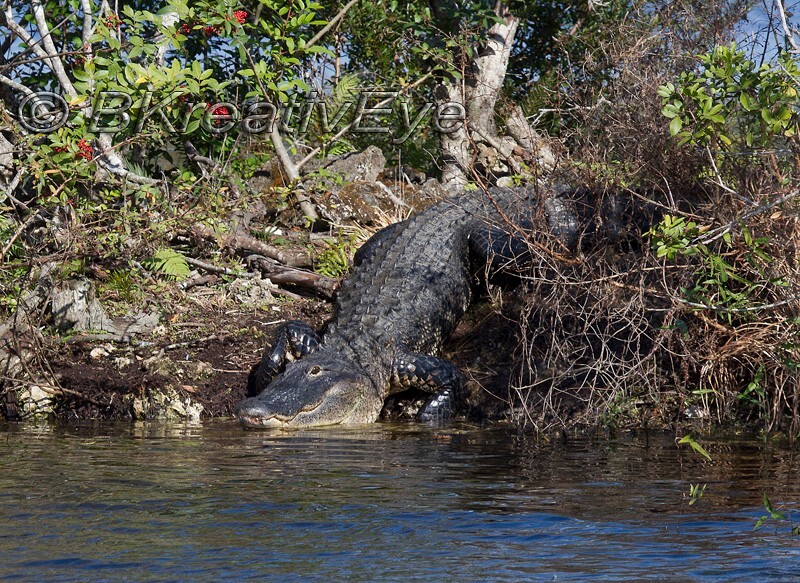 AnimalsCreatures 186 - Alligators