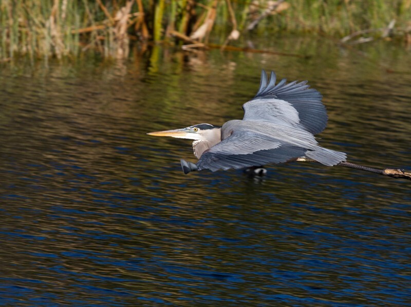 Great Blue Heron _0076 - Great Blue Heron