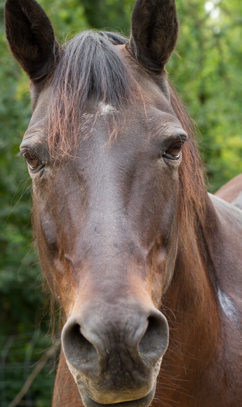 AnimalsCreatures _0008 - Animals, Creatures