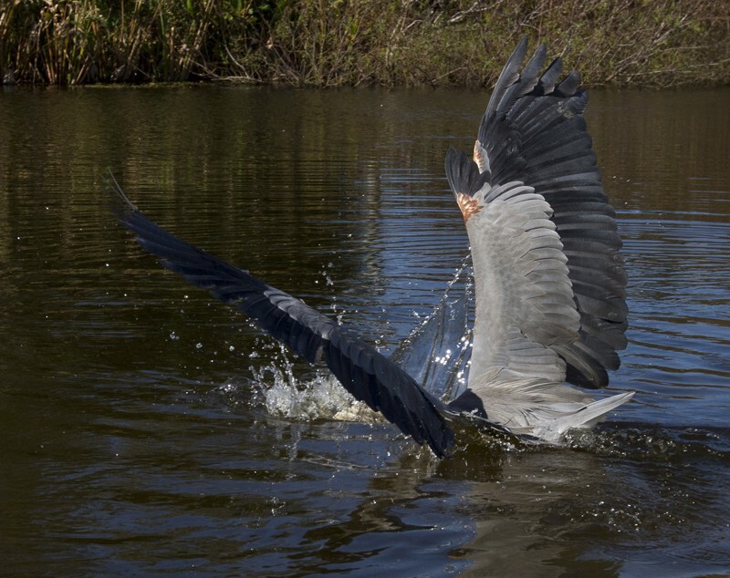 Great Blue Heron _0041 - Great Blue Heron