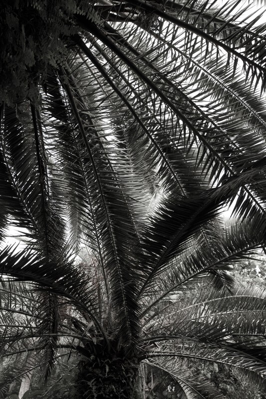 Trees  _0071 - Trees