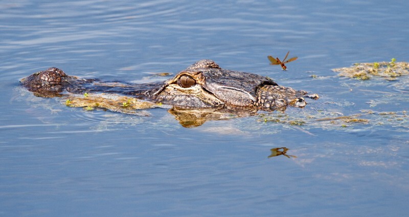 Aligators _0023 - Alligators