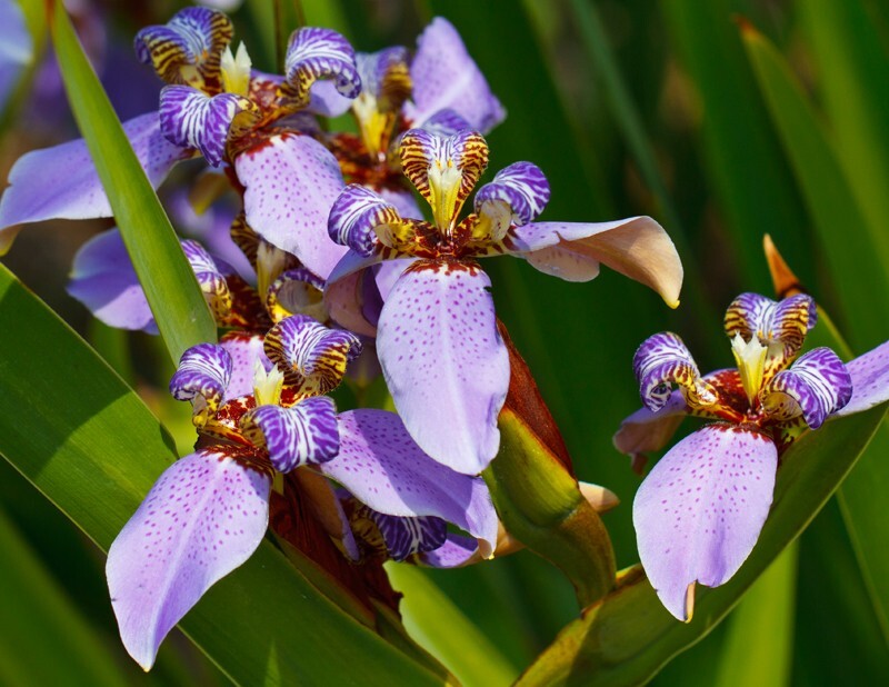 Floral_0046 - Floral - Plants