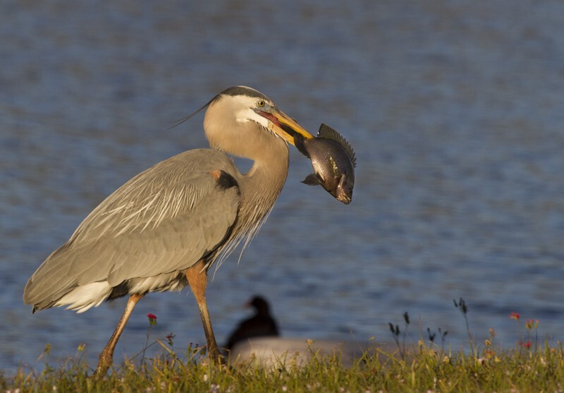 Great Blue Heron _0025 - Great Blue Heron