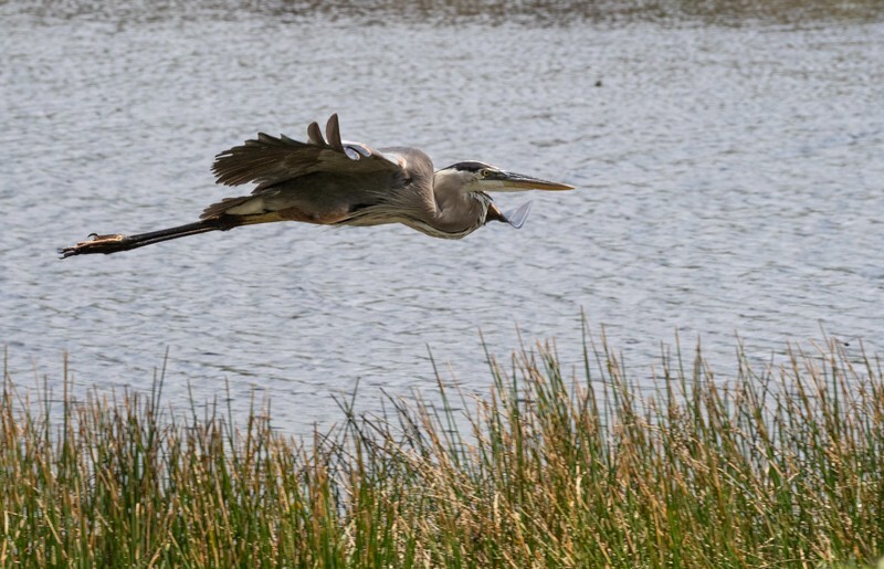 Great Blue Heron _0101 - Great Blue Heron