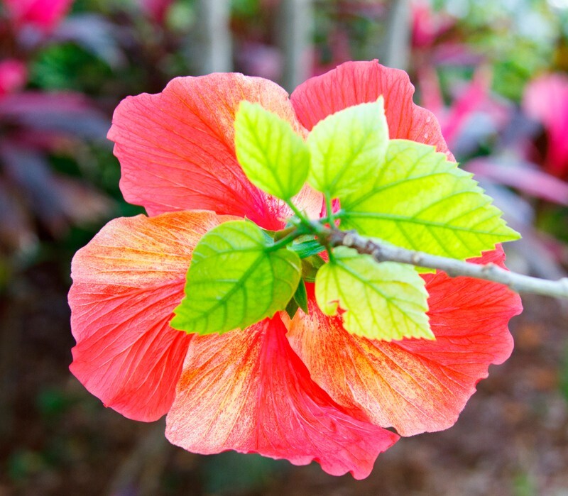 Floral_0017 - Floral - Plants