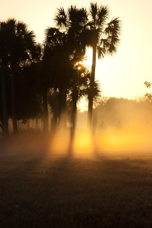 Trees  _0024 - Trees