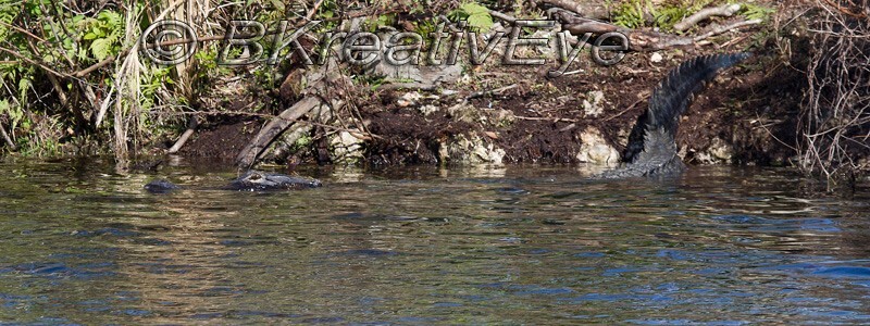 AnimalsCreatures 190 - Alligators