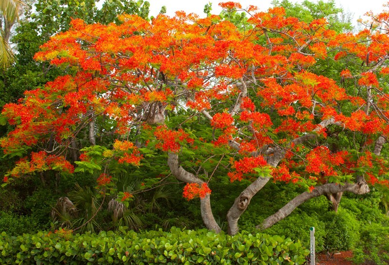 Trees  _0026 - Trees