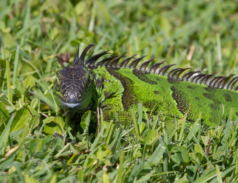 AnimalsCreatures _0063 - Animals, Creatures