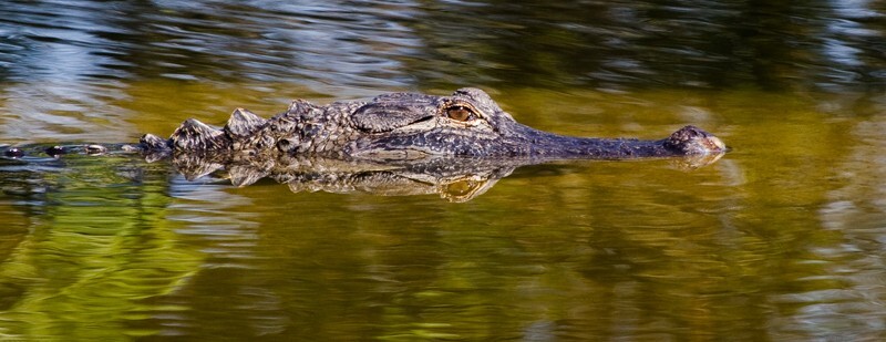 Aligators _0020 - Alligators