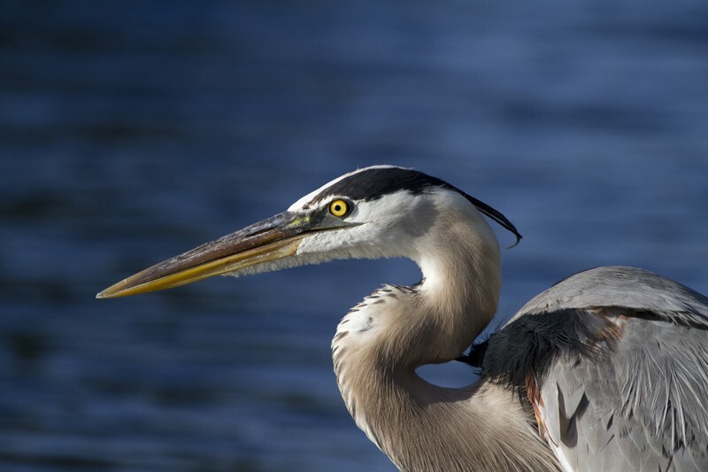 Great Blue Heron _0015 - Great Blue Heron