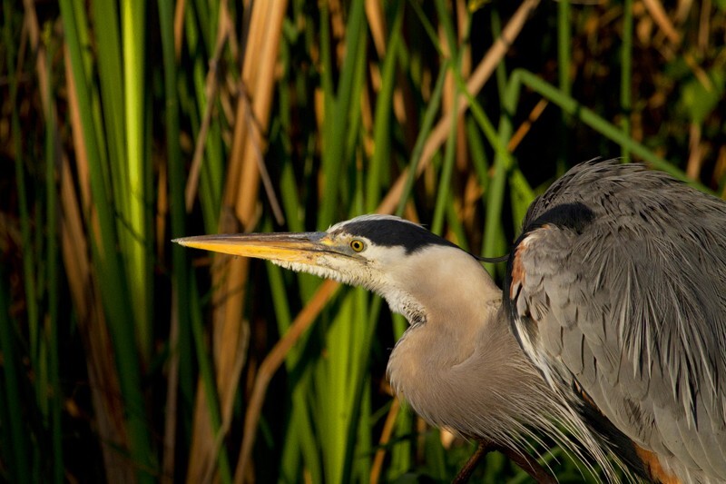 Great Blue Heron _0057 - Great Blue Heron