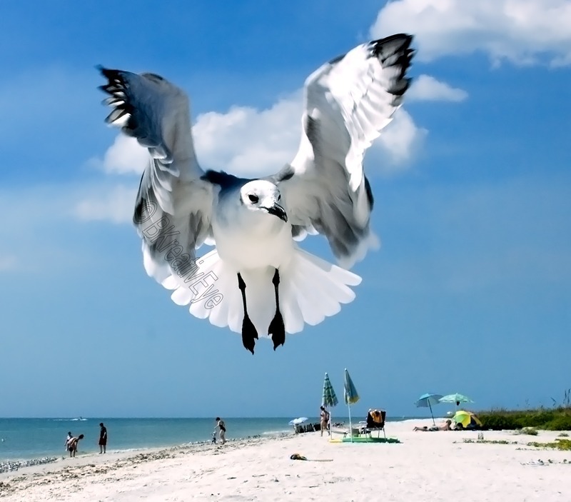 Laughing Gulls Southwest Florida Wild Birds by Brian Kitzman
