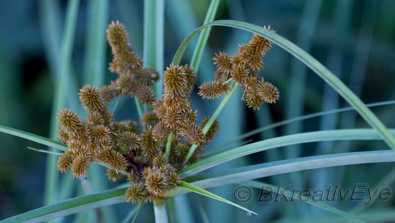 Floral 175 - Floral - Plants