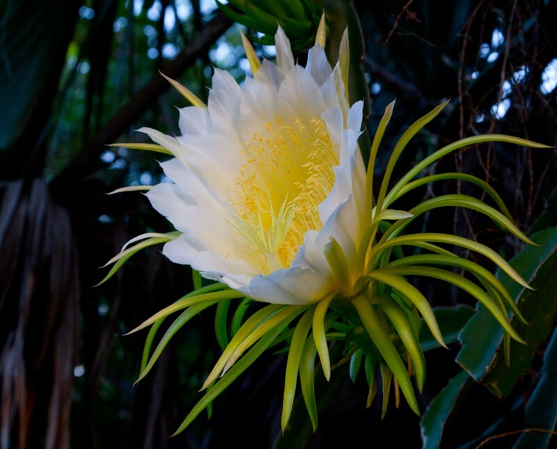 Floral_0052 - Floral - Plants