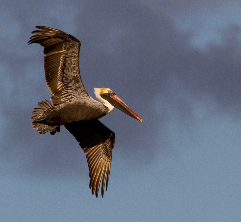  Pelicans _0029 - Pelicans