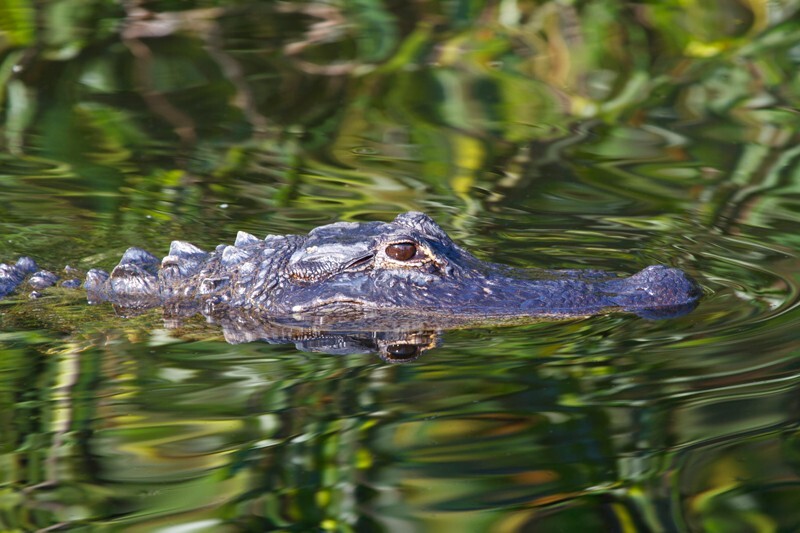 Aligators _0005 - Alligators